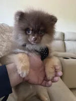 Ryan, a male Pomeranian for sale in Allen, TX – 1 of 8