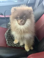 Jack, a male Pomeranian for sale in Allen, TX – 3 of 6