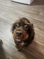 Floki, a male Cocker Spaniel for sale in Poway, CA – Photo 3 of 7