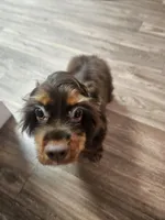 Floki, a male Cocker Spaniel for sale in Poway, CA – Photo 1 of 7