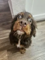 Floki, a male Cocker Spaniel for sale in Poway, CA – Photo 2 of 7