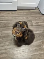 Floki, a male Cocker Spaniel for sale in Poway, CA – Photo 6 of 7