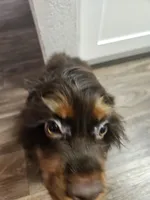 Floki, a male Cocker Spaniel for sale in Poway, CA – Photo 5 of 7