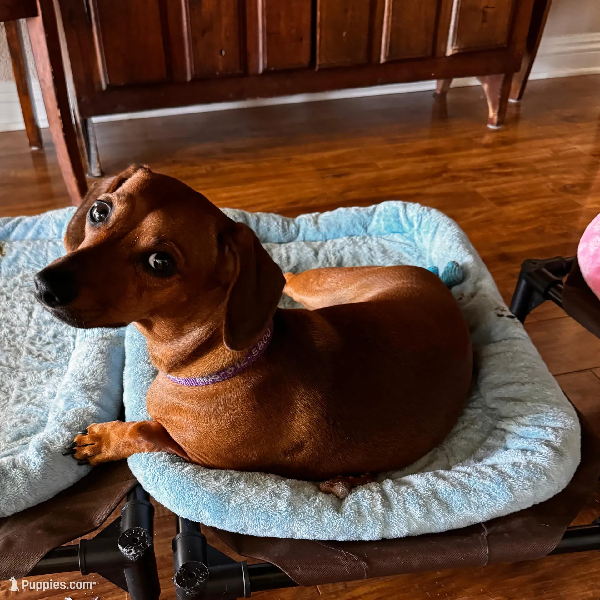 Benny, a male Miniature Dachshund for sale in Palm Desert, CA – Photo 5 of 5
