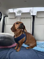 Benny, a male Miniature Dachshund for sale in Palm Desert, CA – Photo 4 of 5