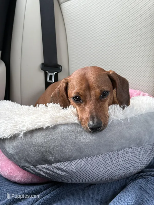 Benny – Miniature Dachshund puppy for sale in Palm Desert, CA