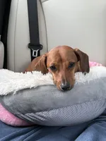 Benny, a male Miniature Dachshund for sale in Palm Desert, CA – Photo 1 of 5