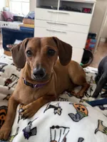 Benny, a male Miniature Dachshund for sale in Palm Desert, CA – Photo 3 of 5