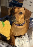 Benny, a male Miniature Dachshund for sale in Palm Desert, CA – Photo 2 of 5