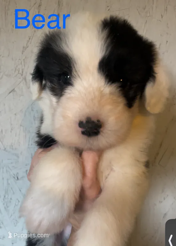 Bear – Old English Sheepdog puppy for sale in Harrodsburg, KY