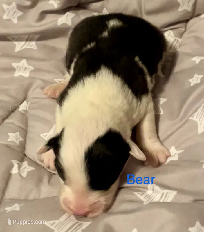 Bear – Old English Sheepdog puppy for sale in Harrodsburg, KY