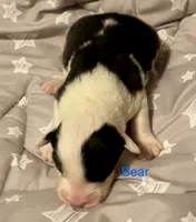 Bear, a male Old English Sheepdog for sale in Harrodsburg, KY – 1 of 1
