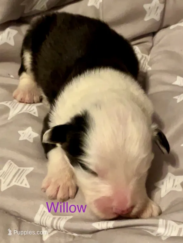 Willow – Old English Sheepdog puppy for sale in Harrodsburg, KY