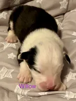Willow, a female Old English Sheepdog for sale in Harrodsburg, KY – 1 of 1