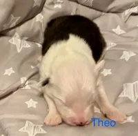 Theo, a male Old English Sheepdog for sale in Harrodsburg, KY – 1 of 1
