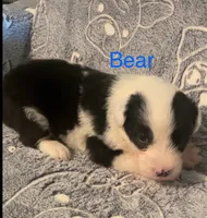 Bear, a male Old English Sheepdog for sale in Harrodsburg, KY – 2 of 5