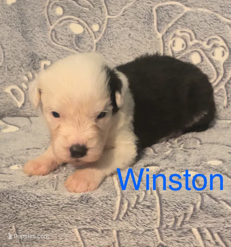Winston – Old English Sheepdog puppy for sale in Harrodsburg, KY