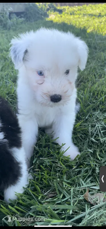 Theo – Old English Sheepdog puppy for sale in Harrodsburg, KY