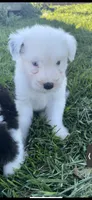 Theo, a male Old English Sheepdog for sale in Harrodsburg, KY – 1 of 4