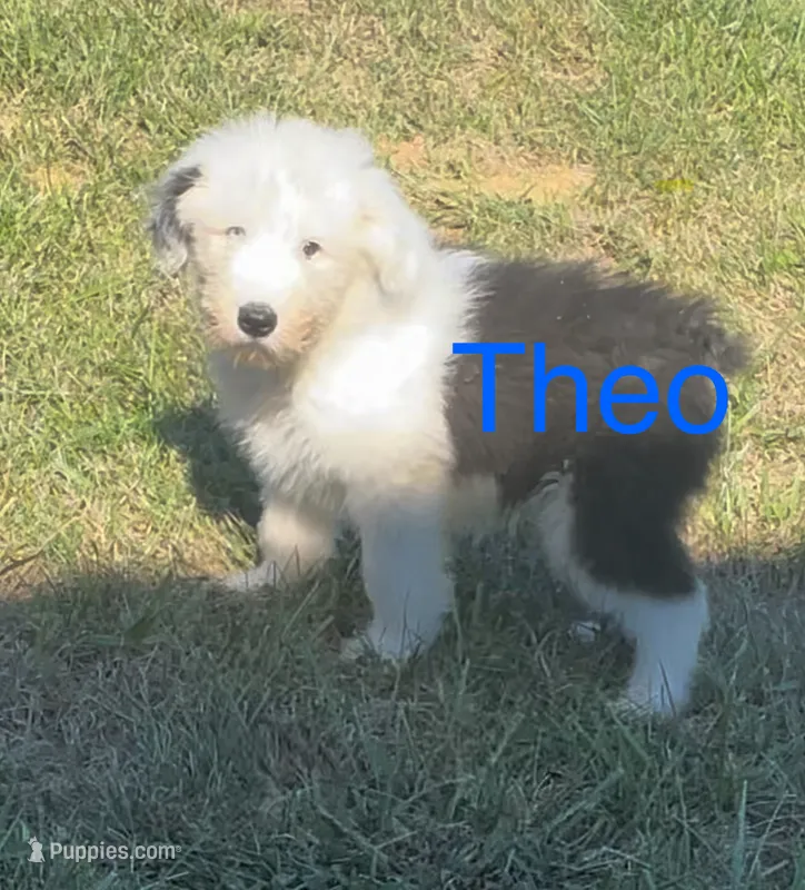 Theo – Old English Sheepdog puppy for sale in Harrodsburg, KY
