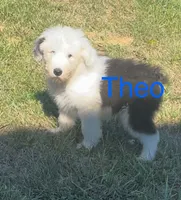 Theo, a male Old English Sheepdog for sale in Harrodsburg, KY – 1 of 6