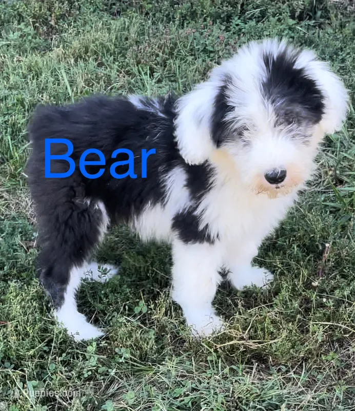 Bear – Old English Sheepdog puppy for sale in Harrodsburg, KY