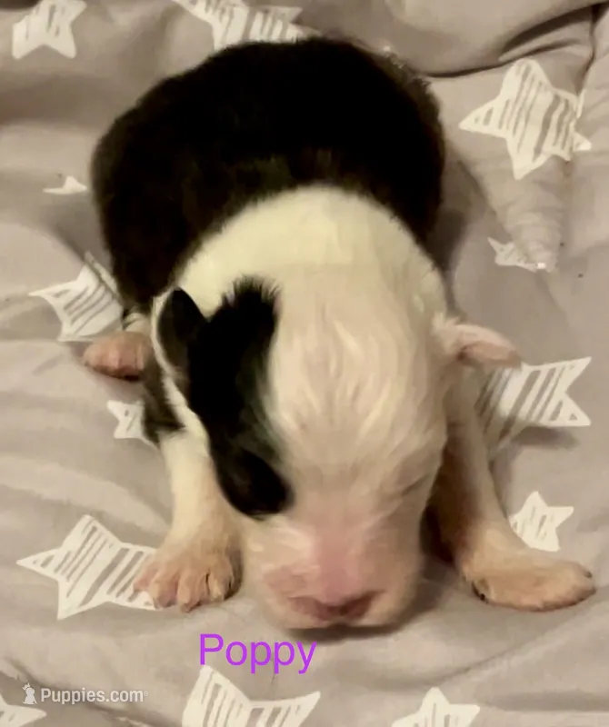 Poppy – Old English Sheepdog puppy for sale in Harrodsburg, KY