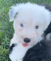 Theo, a male Old English Sheepdog for sale in Harrodsburg, KY – 2 of 4