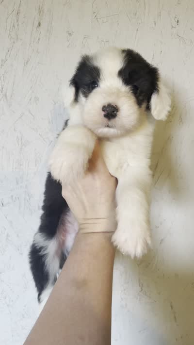 Bear, a male Old English Sheepdog for sale in Harrodsburg, KY – 5 of 5