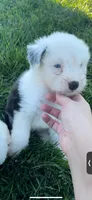 Theo, a male Old English Sheepdog for sale in Harrodsburg, KY – 3 of 4