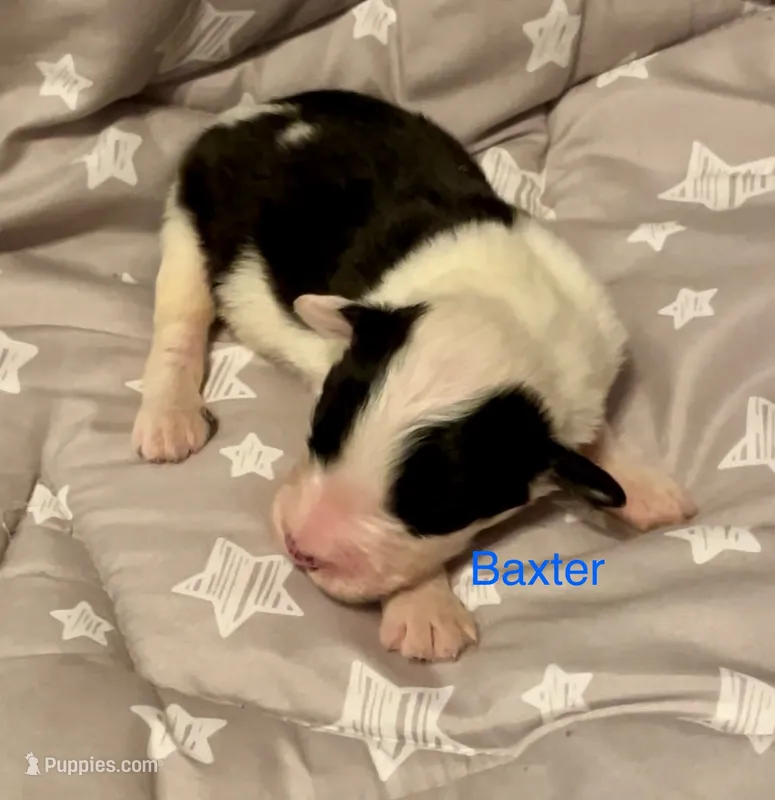 Baxter – Old English Sheepdog puppy for sale in Harrodsburg, KY