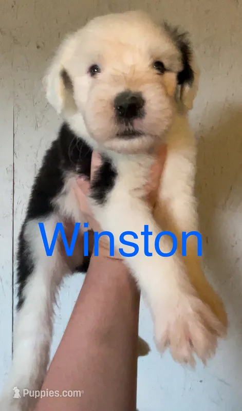 Winston – Old English Sheepdog puppy for sale in Harrodsburg, KY
