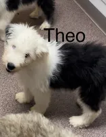 Theo, a male Old English Sheepdog for sale in Harrodsburg, KY – 2 of 6
