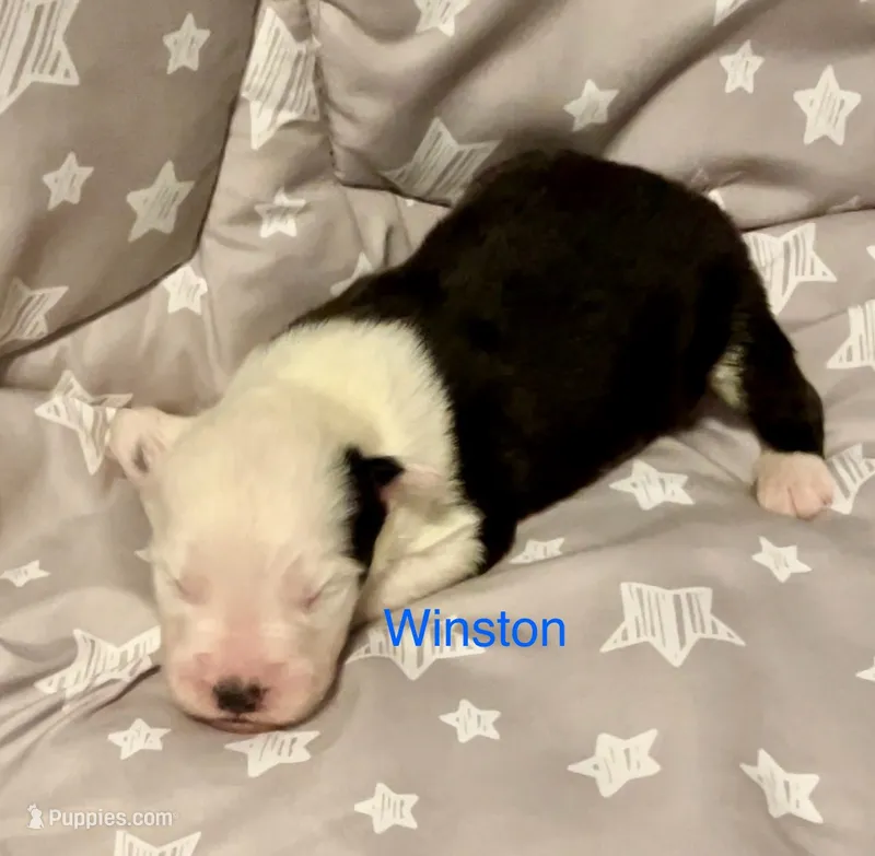 Winston – Old English Sheepdog puppy for sale in Harrodsburg, KY