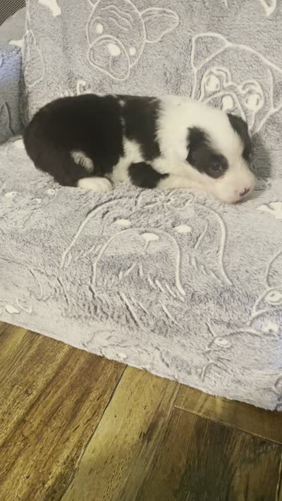 Bear, a male Old English Sheepdog for sale in Harrodsburg, KY – 4 of 5