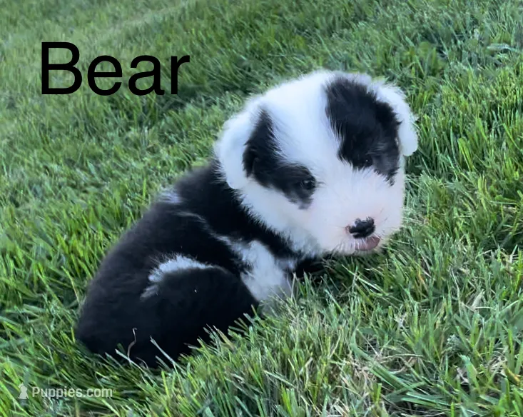 Bear – Old English Sheepdog puppy for sale in Harrodsburg, KY