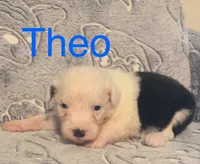 Theo, a male Old English Sheepdog for sale in Harrodsburg, KY – 4 of 4