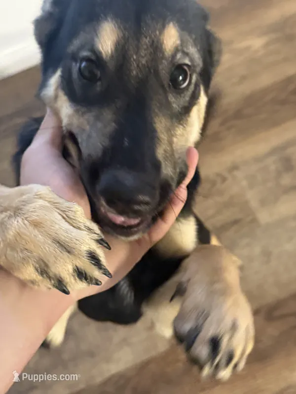 Atlas – Alaskan Husky, Labrador Retriever puppy for sale in Anchorage, AK