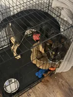 Atlas, a male Alaskan Husky and Labrador Retriever for sale in Anchorage, AK – 2 of 4