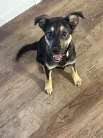 Atlas, a male Alaskan Husky and Labrador Retriever for sale in Anchorage, AK – 3 of 4