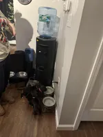 Rocco, a male American Staffordshire Terrier for sale in Boston, MA – Photo 9 of 10