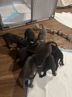 Rocco, a male American Staffordshire Terrier for sale in Boston, MA – Photo 7 of 10