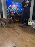 Rocco, a male American Staffordshire Terrier for sale in Boston, MA – Photo 10 of 10