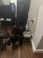 Rocco, a male American Staffordshire Terrier for sale in Boston, MA – Photo 8 of 10