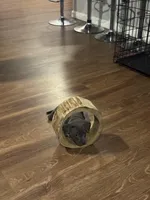 Rocco, a male American Staffordshire Terrier for sale in Boston, MA – Photo 3 of 10