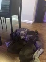 Rocco, a male American Staffordshire Terrier for sale in Boston, MA – Photo 4 of 10