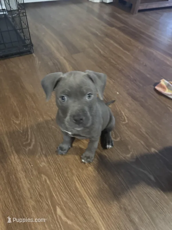 Rocco – American Staffordshire Terrier puppy for sale in Boston, MA