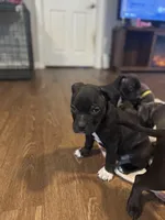 Onyx, a male American Staffordshire Terrier for sale in Boston, MA – Photo 2 of 8