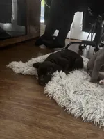 Onyx, a male American Staffordshire Terrier for sale in Boston, MA – Photo 4 of 8