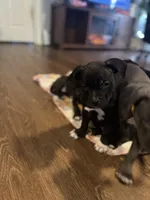 Onyx, a male American Staffordshire Terrier for sale in Boston, MA – Photo 6 of 8